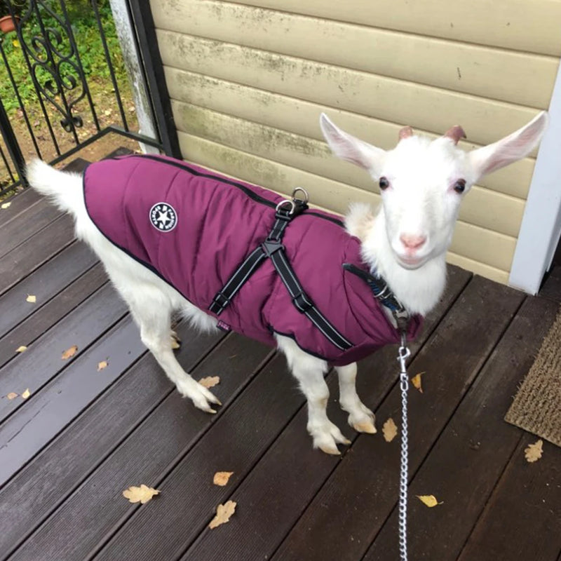 Jaqueta para Cães e Pets